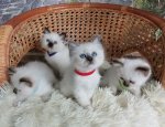 birman kittens for sale near me.jpg